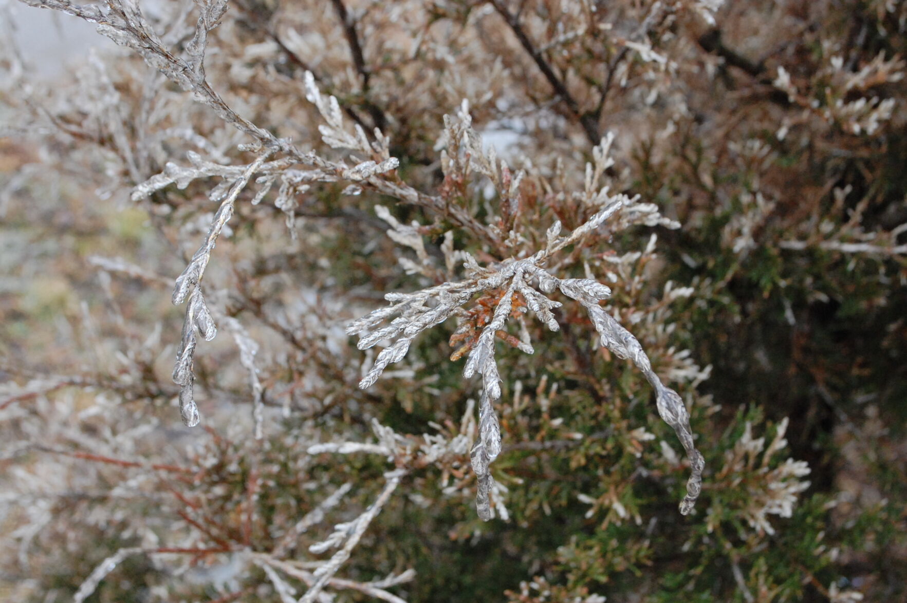 Icy Tree